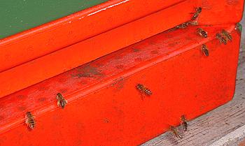 bienenflug2003-202