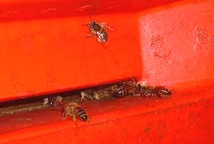 bienenflug2003