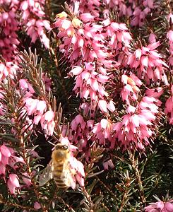 bienenheide