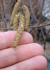 fingerkaetzchen