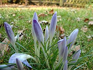 krokus