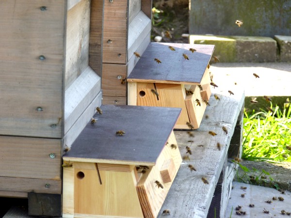 toppka fruehling 201002