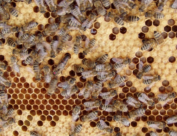 verdeckelte Waben02